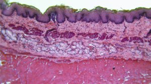 factsheet biologicalbar2